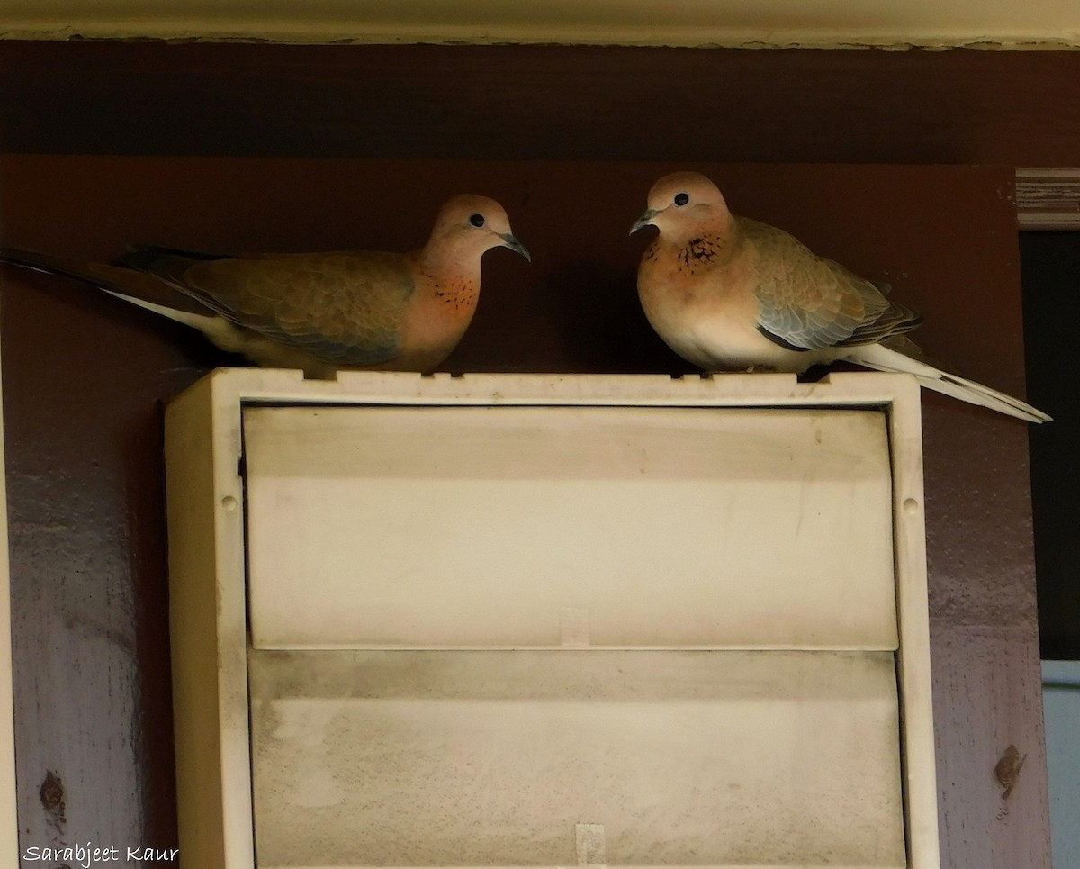 Laughing Dove - ML290374651