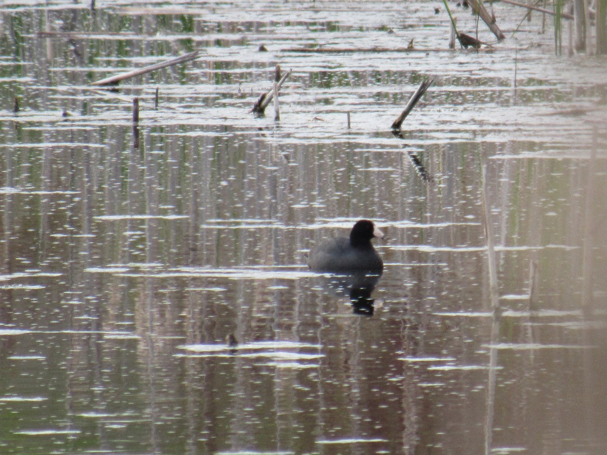 American Coot (Red-shielded) - ML29037561