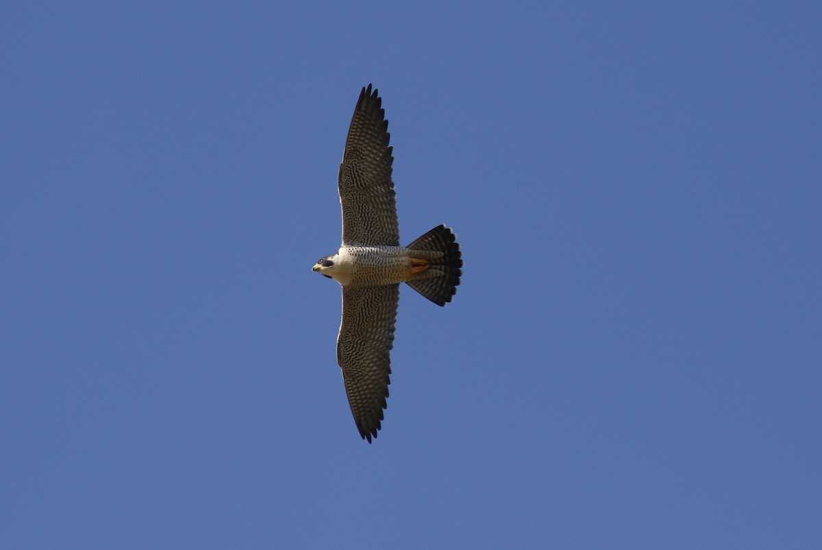 Peregrine Falcon - Dan Small