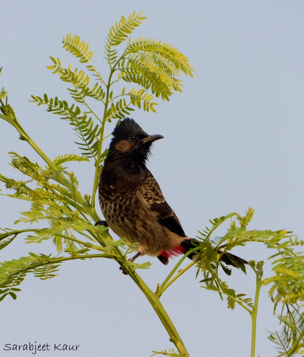 Red-vented Bulbul - ML290378271