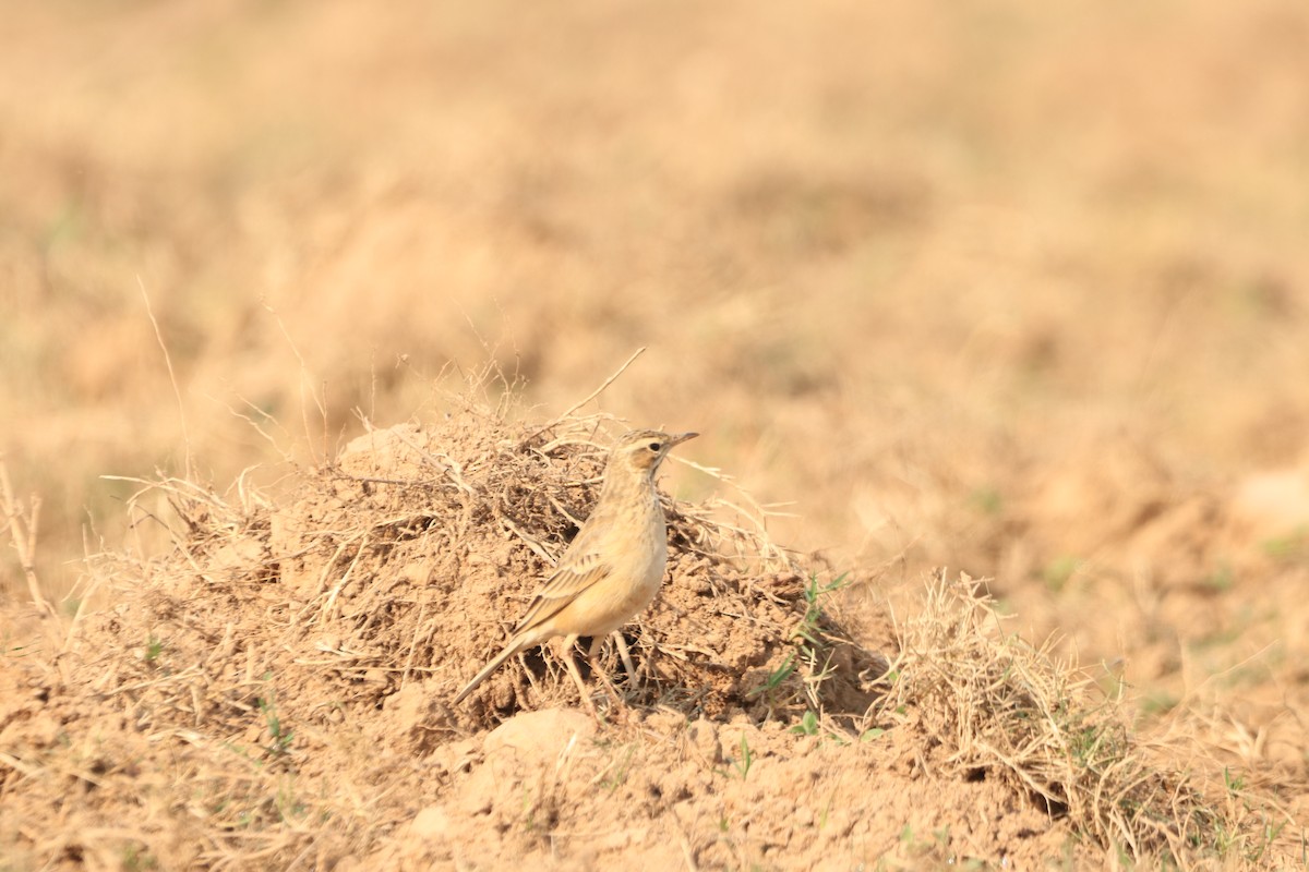 Long-billed Pipit (Indian) - ML290380411