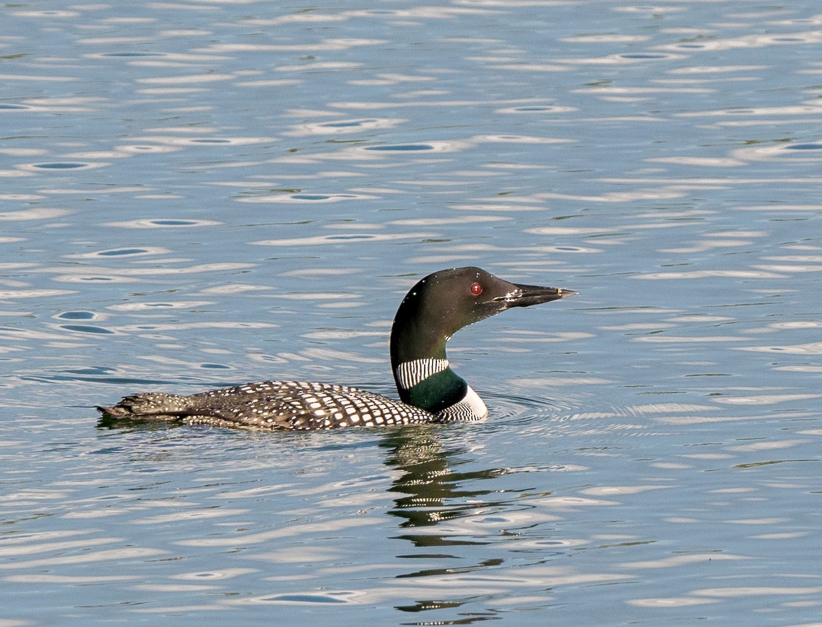 Common Loon - Kevin Rutherford
