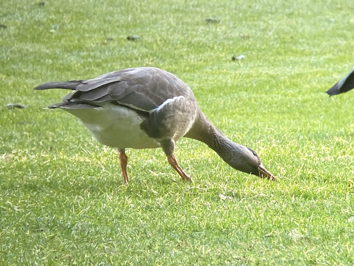 Greater White-fronted Goose - ML290388291