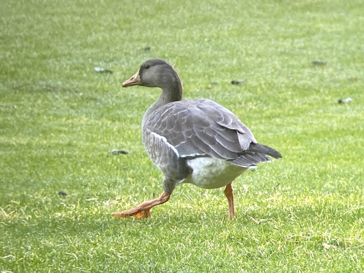 Greater White-fronted Goose - ML290388301