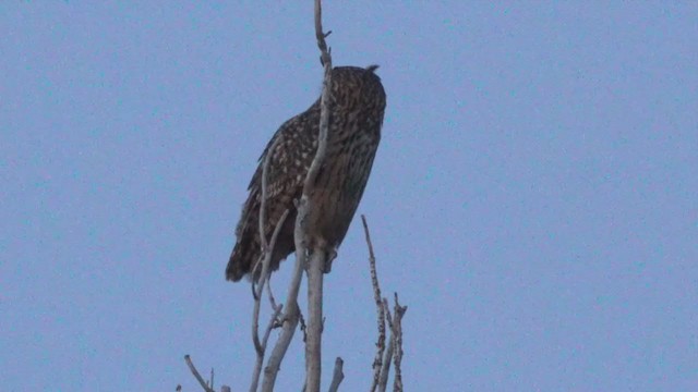 Eurasian Eagle-Owl - ML290388351