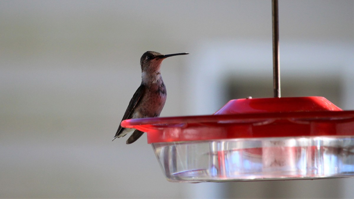Ruby-throated Hummingbird - ML290388571