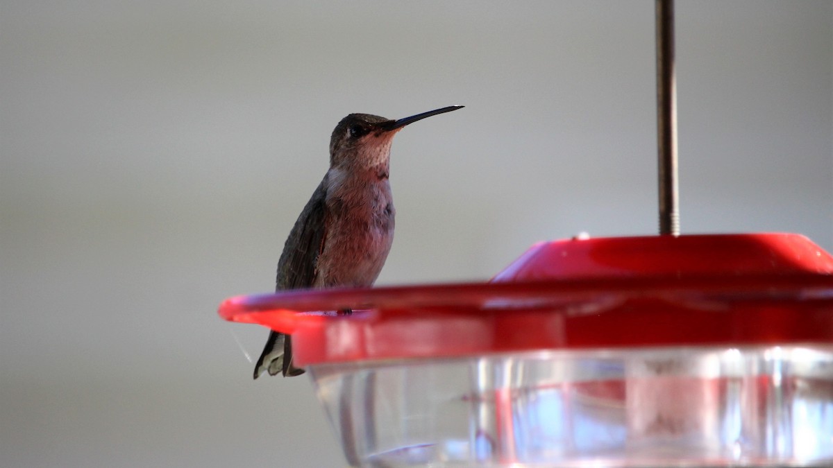 Ruby-throated Hummingbird - Kevin Cunningham