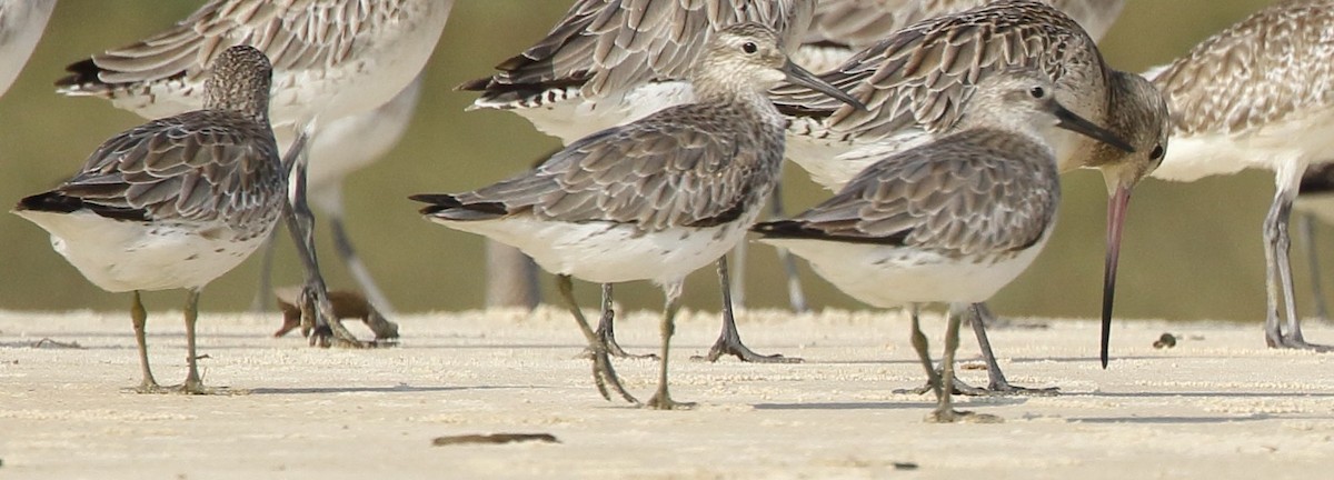 Great Knot - ML290393451