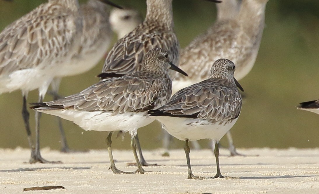 Great Knot - ML290393461
