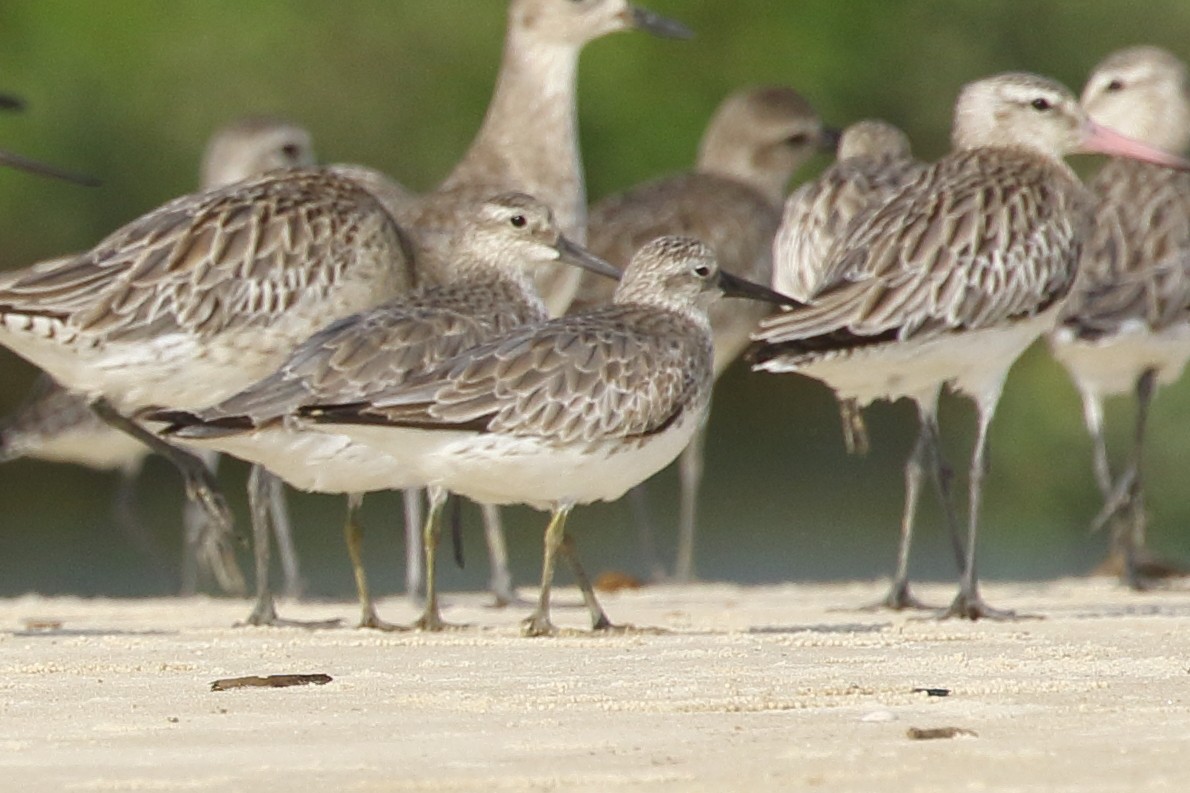 Great Knot - ML290393491