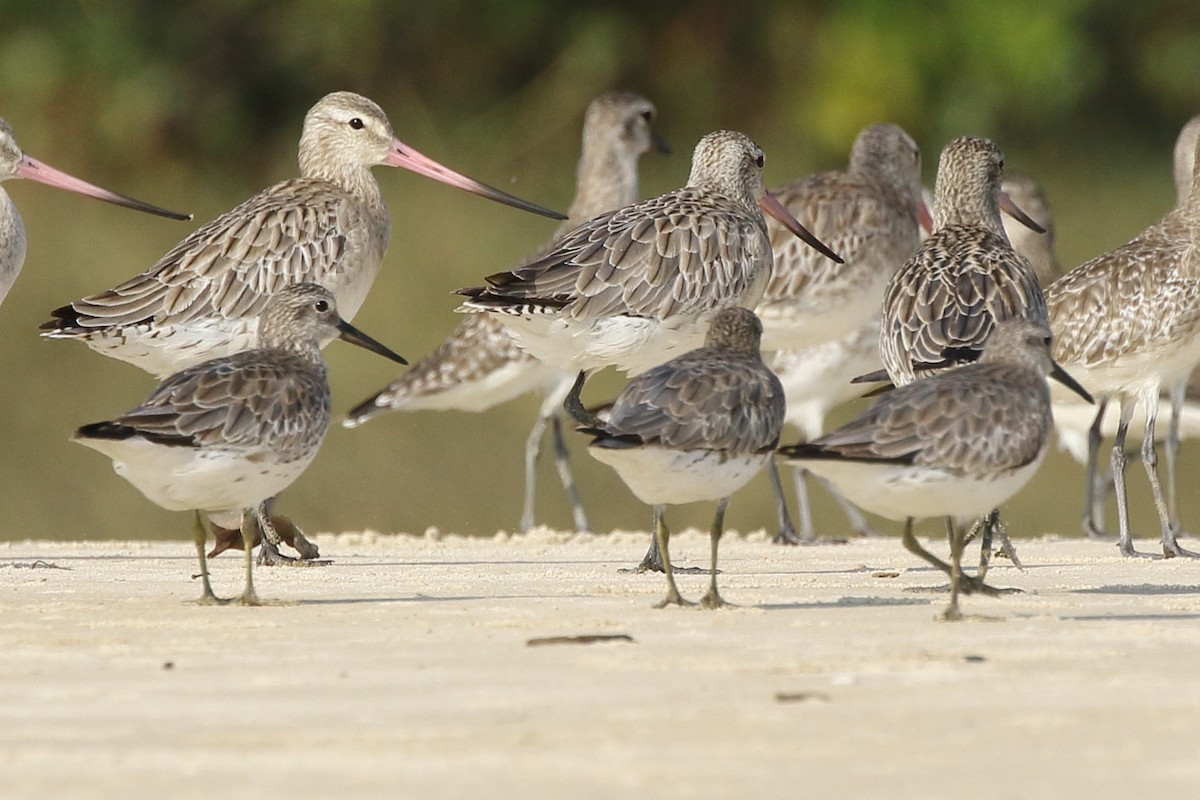 Great Knot - ML290393511