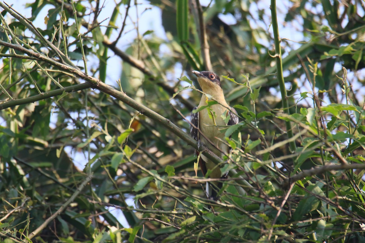 Great Spotted Cuckoo - ML290397091