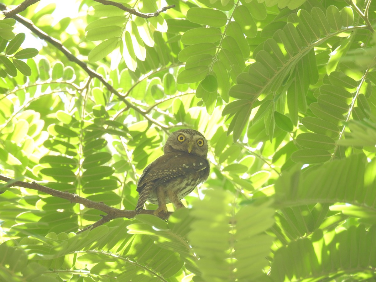 Ferruginous Pygmy-Owl - ML29039791