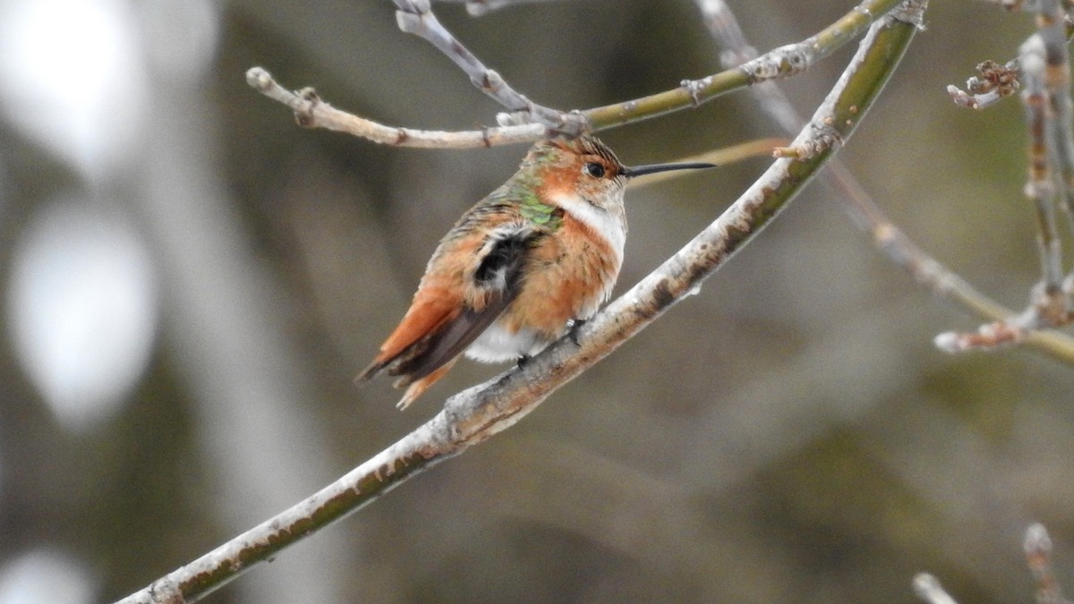 Allen's Hummingbird - ML290401841