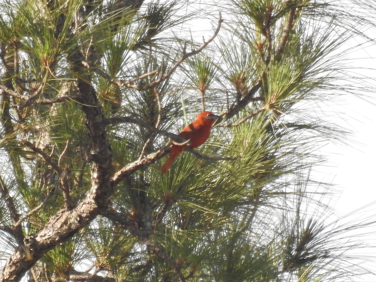 Hepatic Tanager - ML29040211