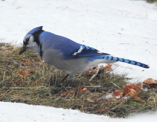 Blue Jay - Vermont eBird