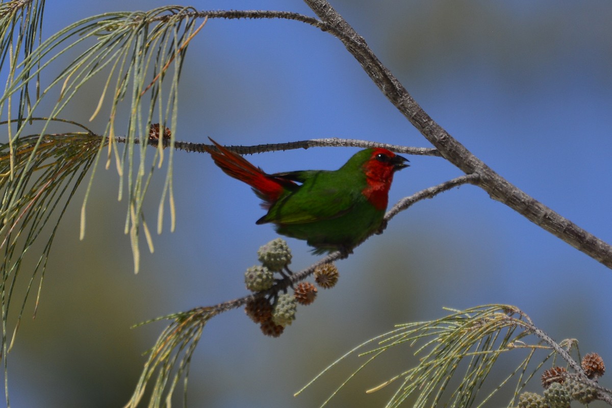 Red-throated Parrotfinch - ML290403911