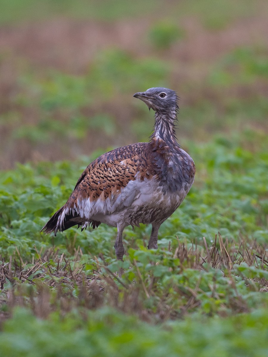 eBird Checklist 23 Dec 2020 North Wessex Downs AONB, Wantage GB