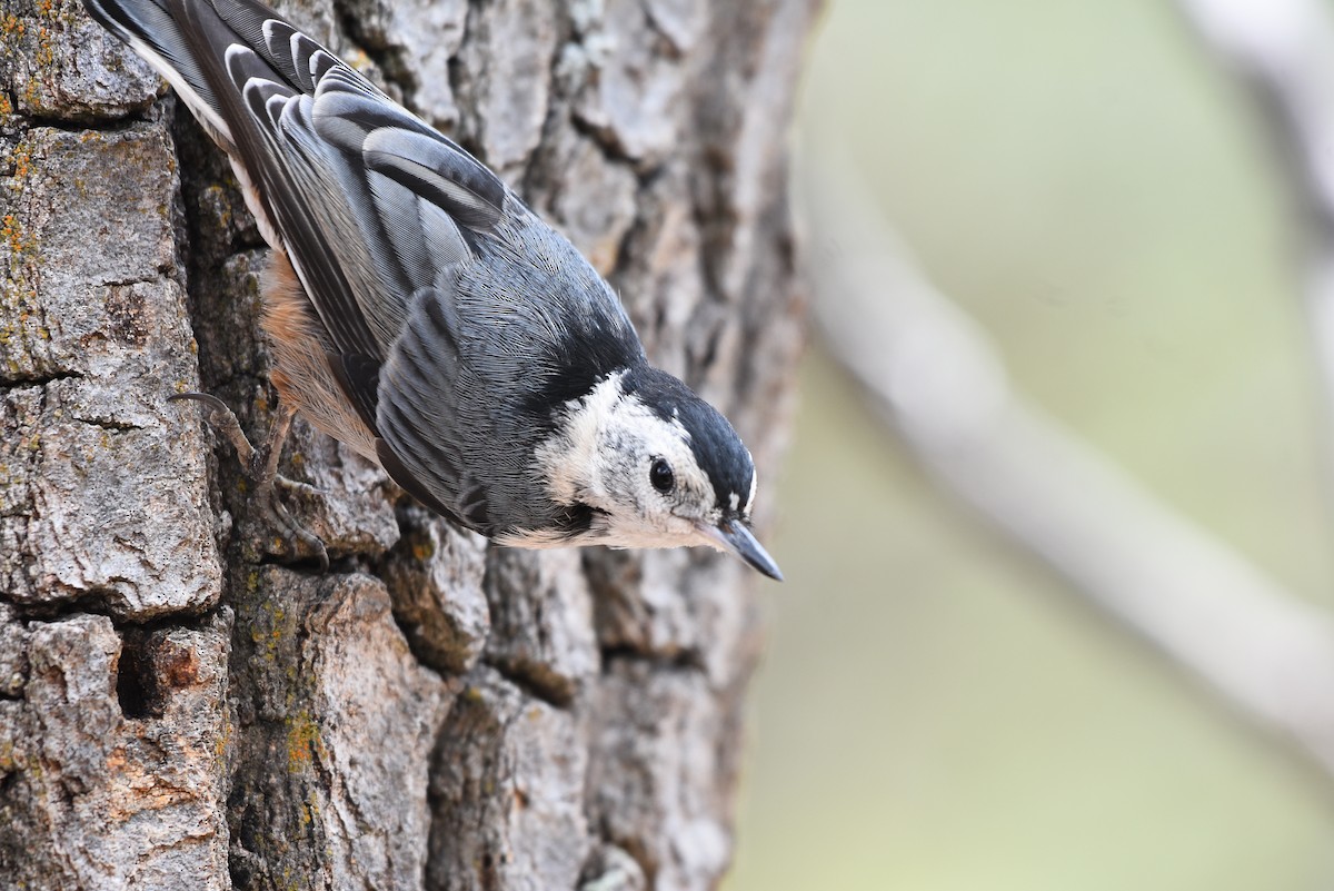 White-breasted Nuthatch (Interior West) - ML290409641