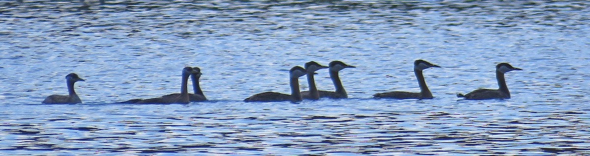 Red-necked Grebe - ML290411321