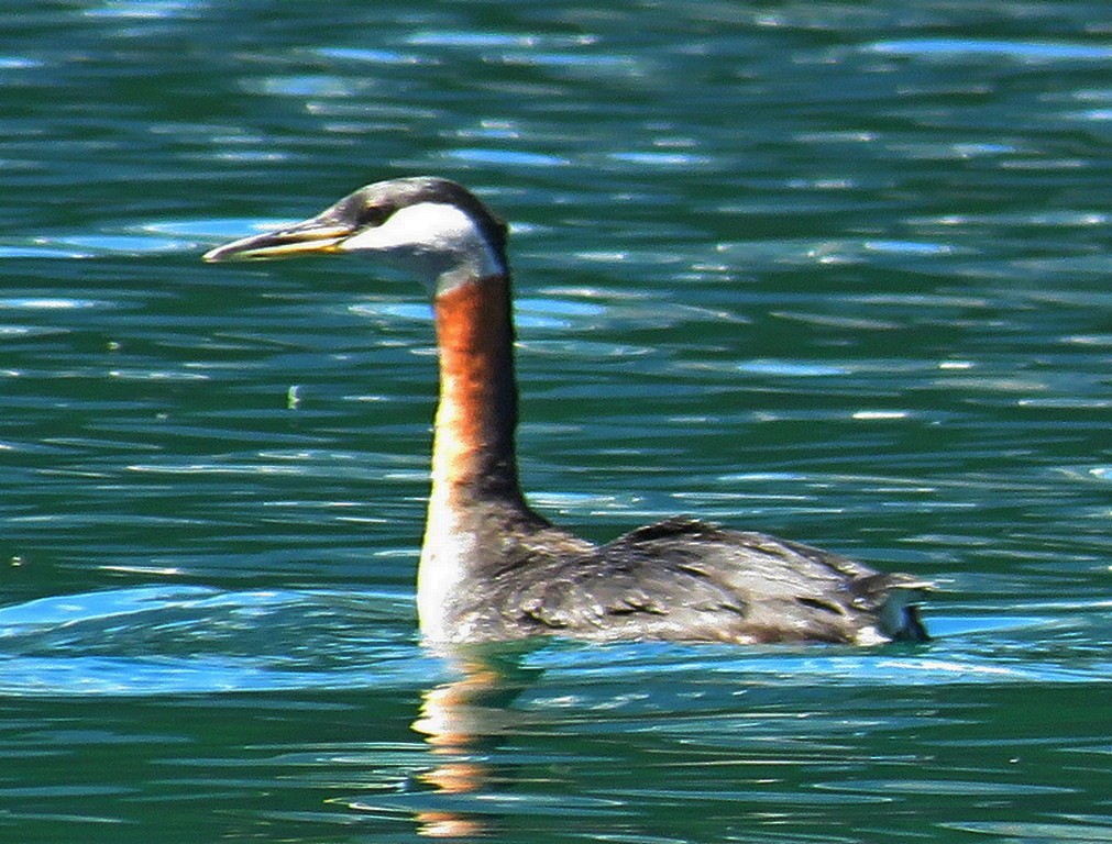 Red-necked Grebe - ML290411331
