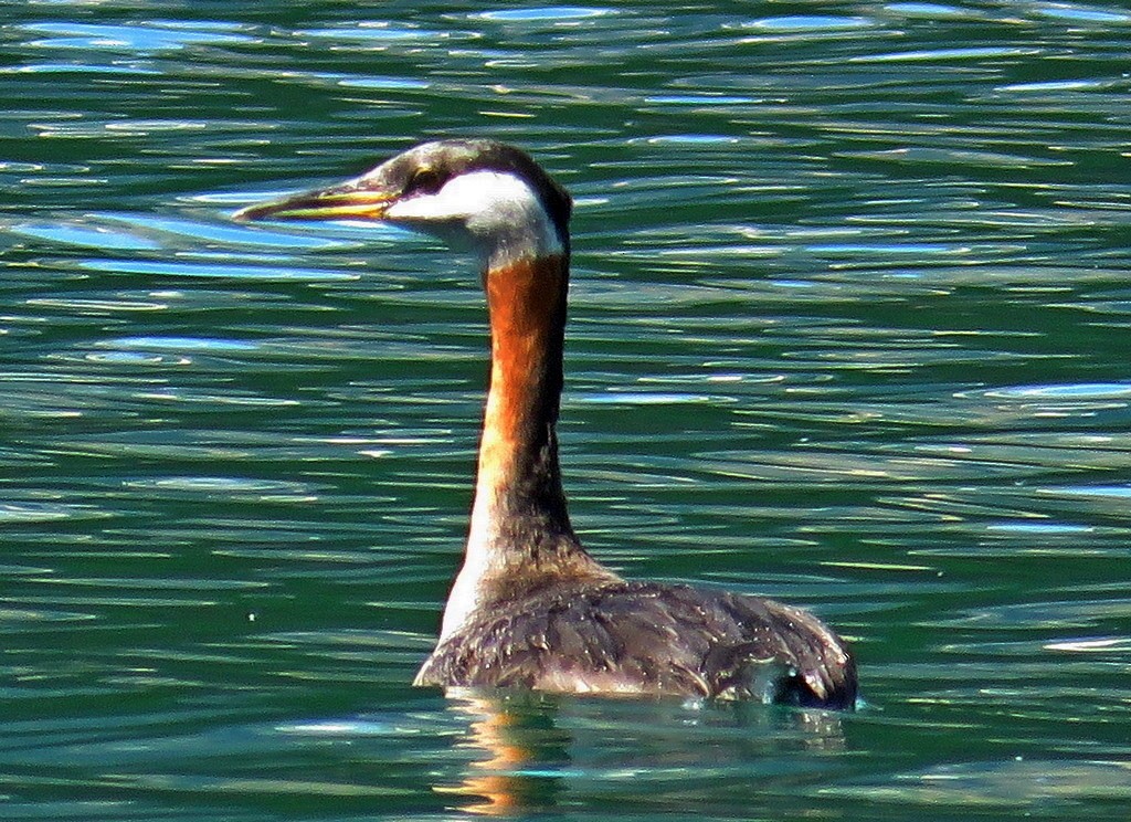 Red-necked Grebe - ML290411341