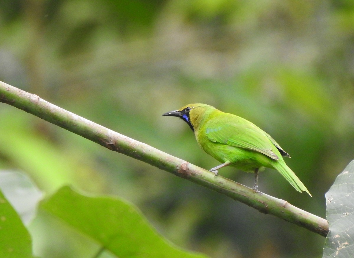 Jerdon's Leafbird - Nimali Digo & Thilanka Edirisinghe