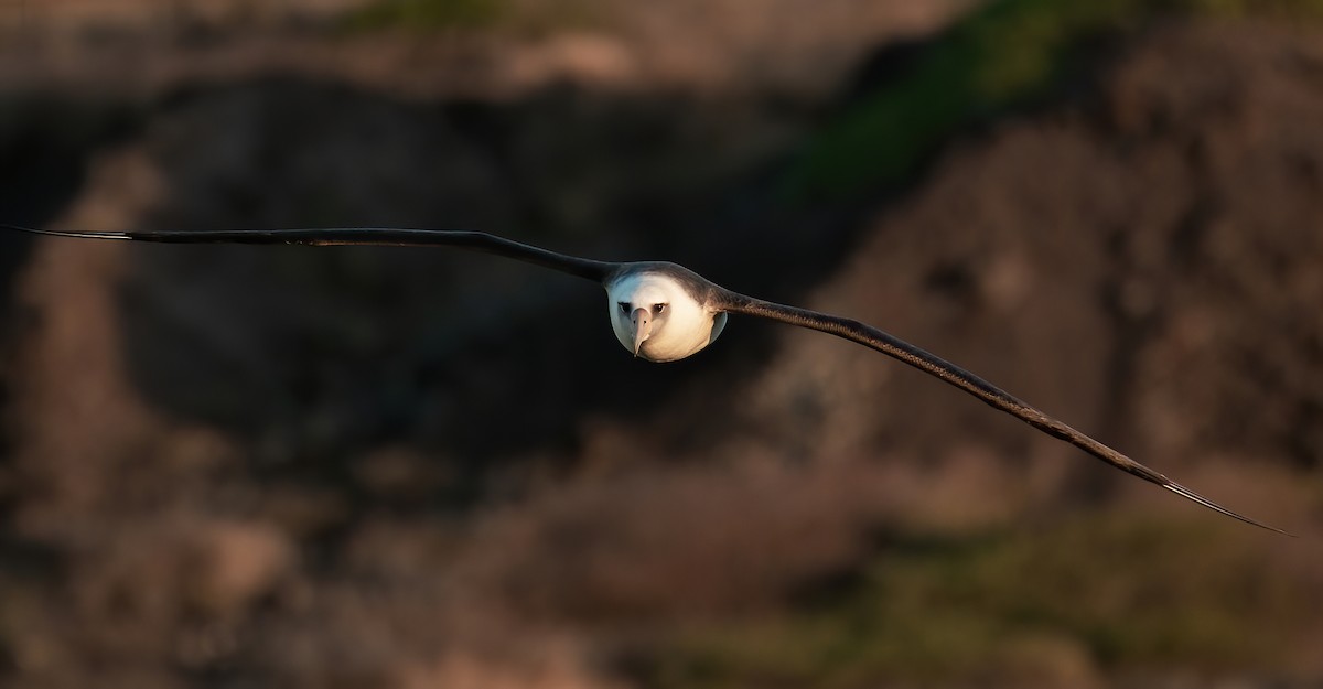 Laysan Albatross - David Brock