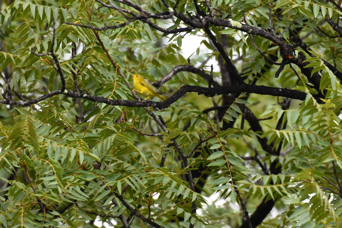 Yellow Warbler (Northern) - ML290413931