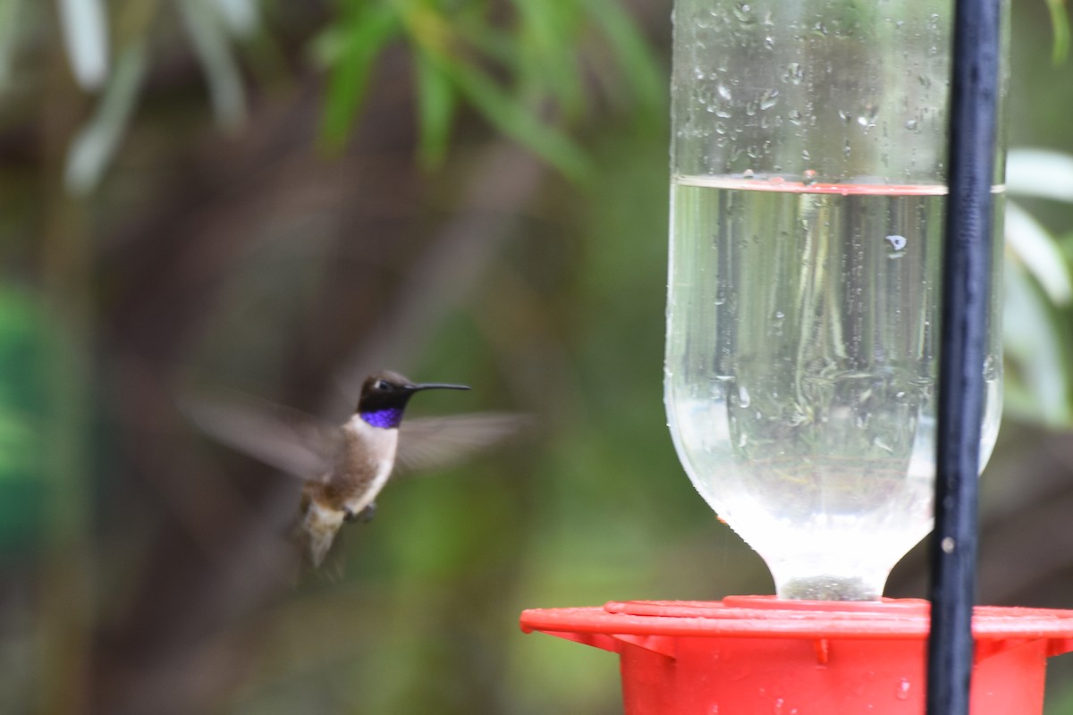 Black-chinned Hummingbird - Drew Beamer