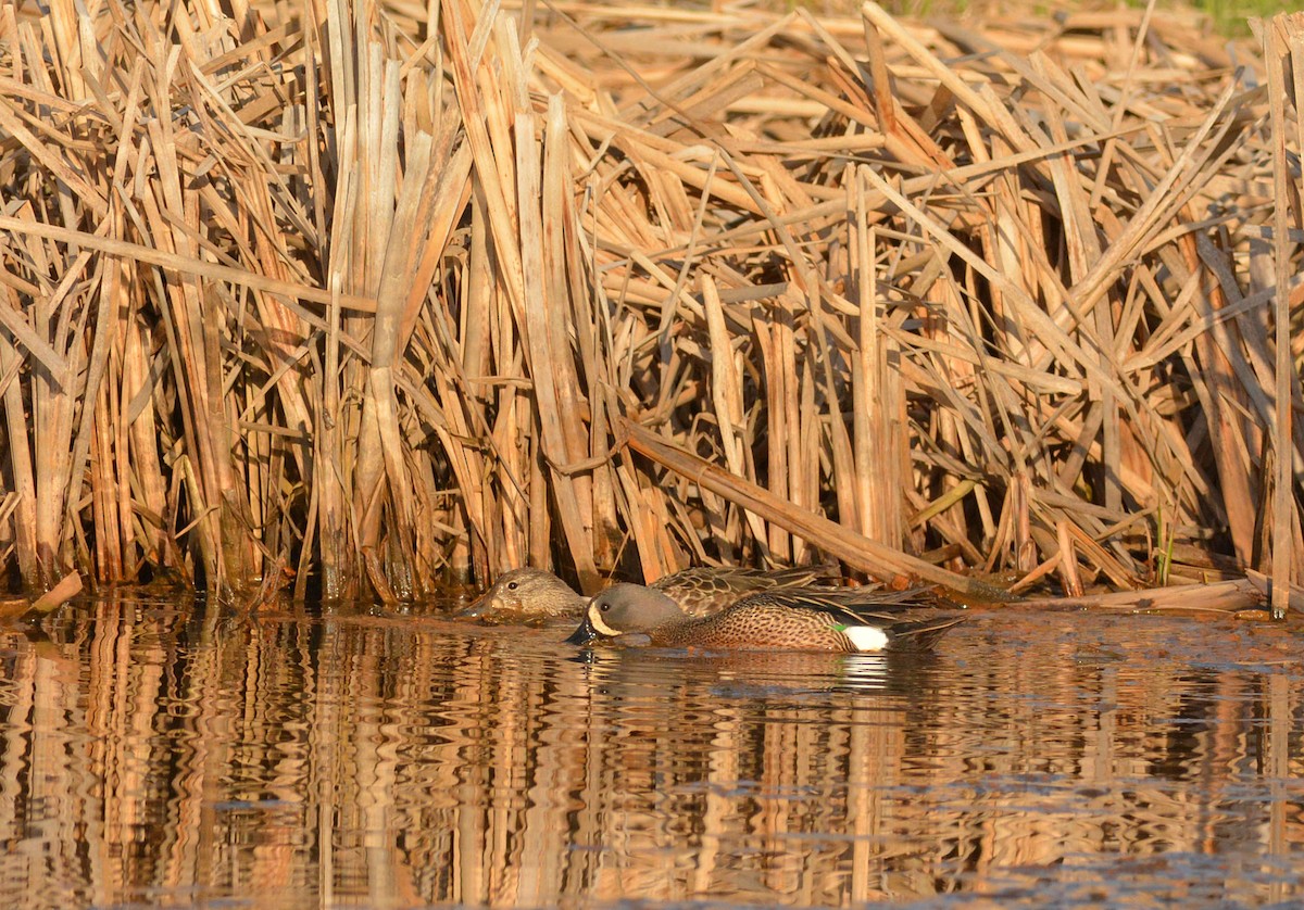Blue-winged Teal - ML29041511
