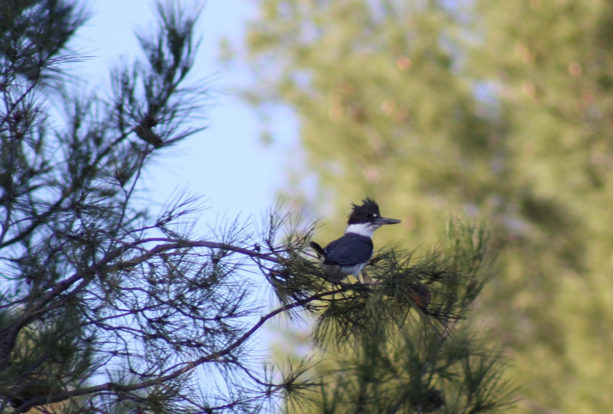 Belted Kingfisher - ML290417301