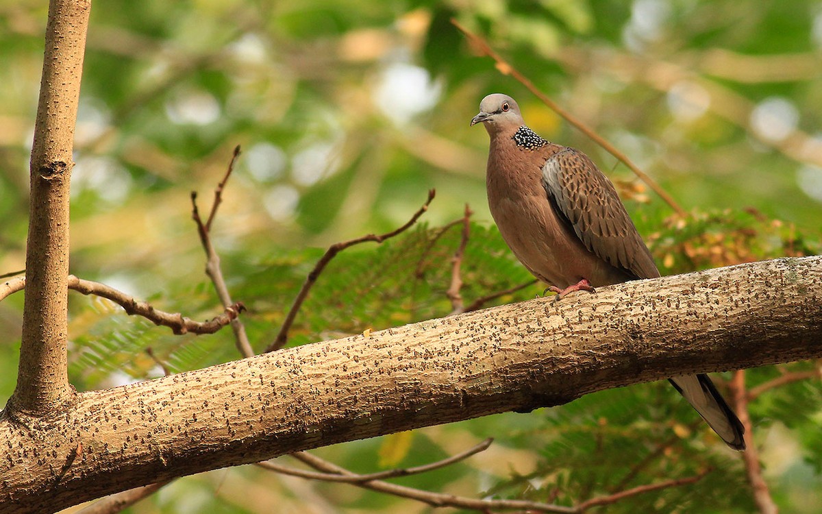 Spotted Dove - ML29042041