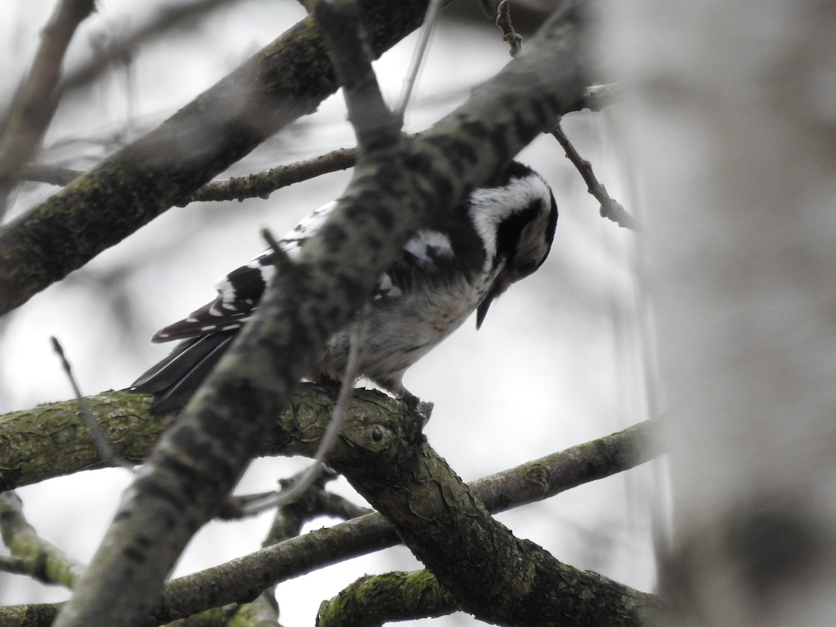 Lesser Spotted Woodpecker - ML290421021