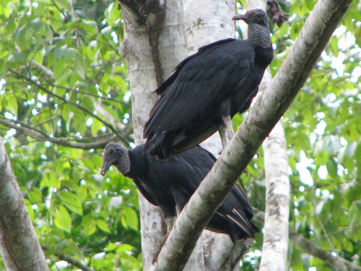 Black Vulture - Bitty Roy