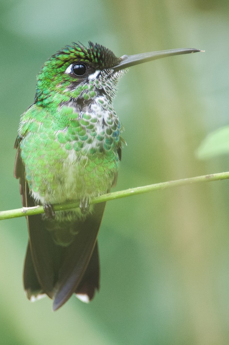 Green-crowned Brilliant - ML290422071