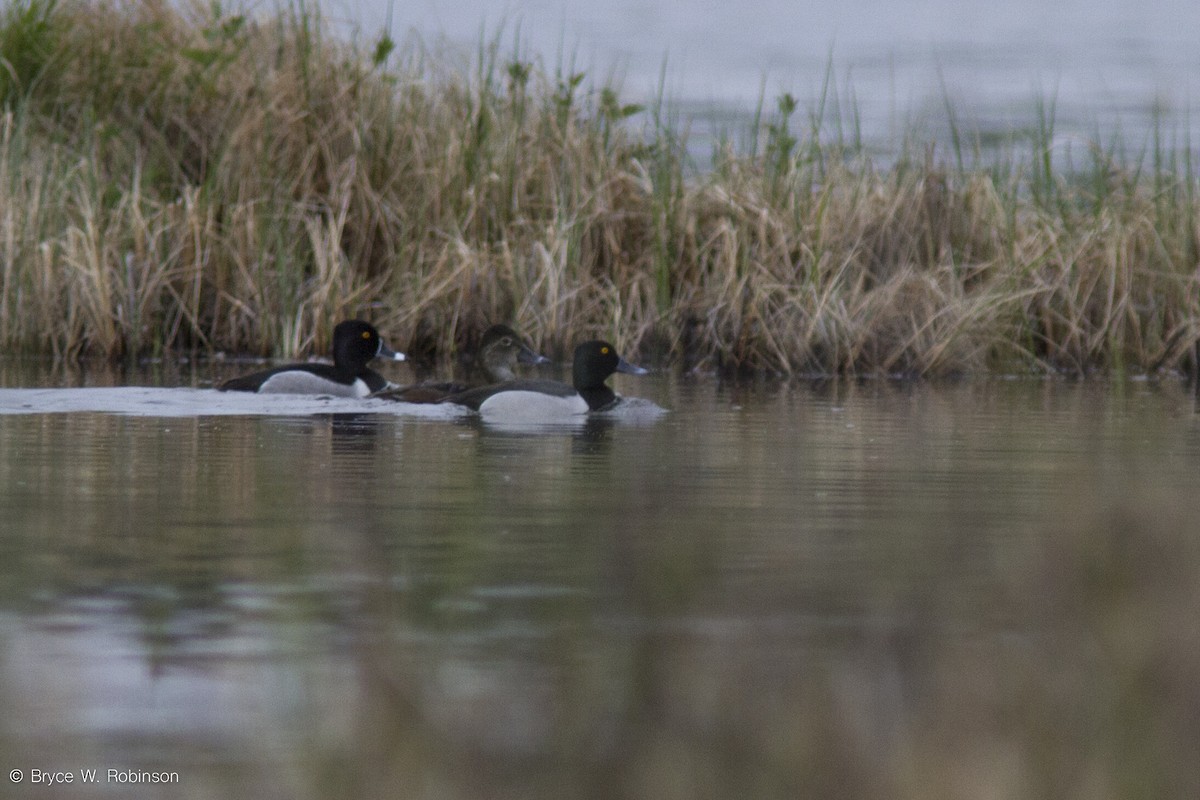 Ring-necked Duck x Greater Scaup (hybrid) - ML29042321
