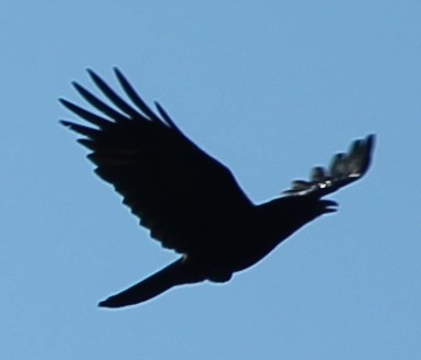 American Crow - sicloot