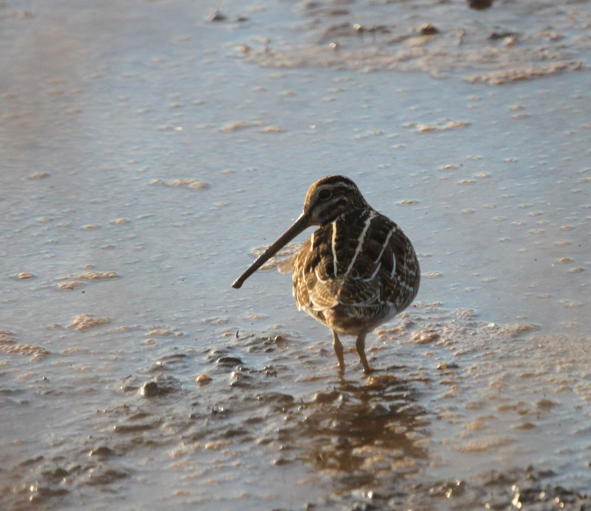Wilson's Snipe - Nathan Moses