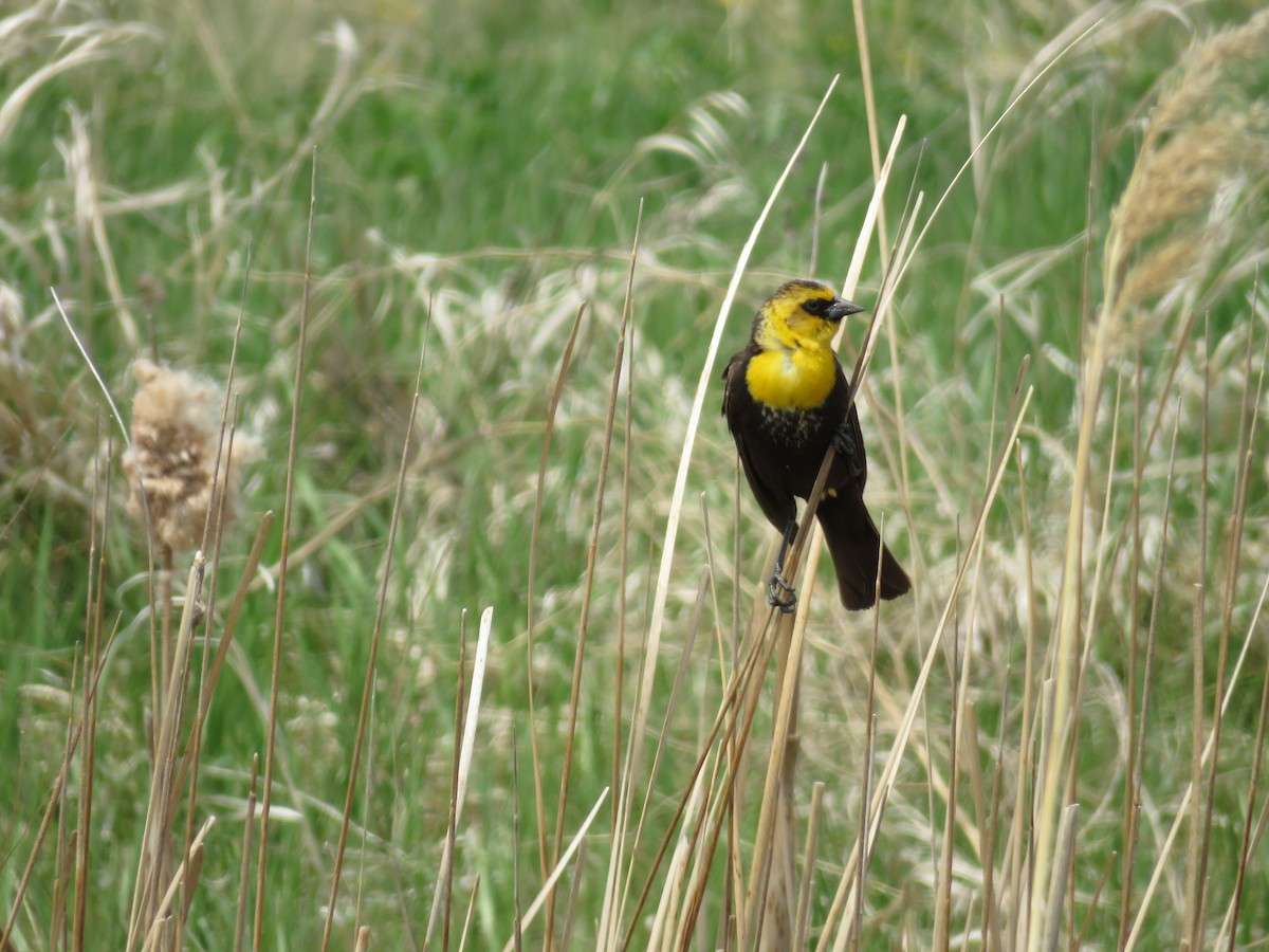 Yellow-headed Blackbird - ML29043361