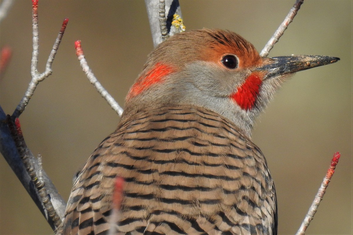 Northern Flicker (Yellow-shafted x Red-shafted) - ML290446001