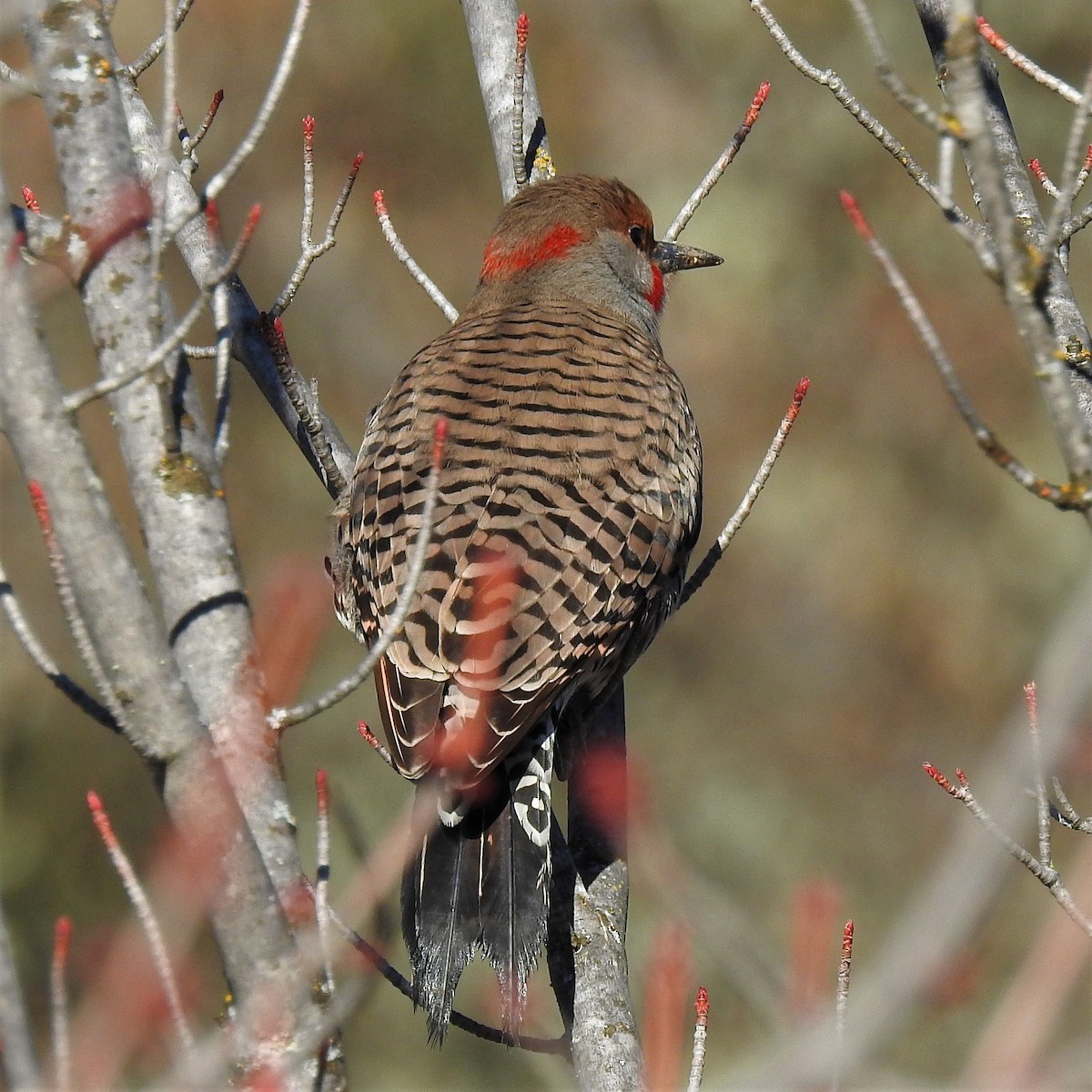 Northern Flicker (Yellow-shafted x Red-shafted) - ML290446021