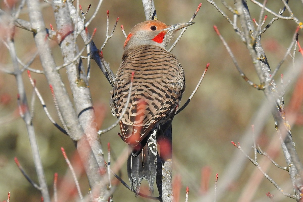 Northern Flicker (Yellow-shafted x Red-shafted) - ML290446051
