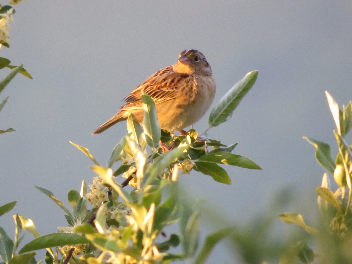 Grasshopper Sparrow - John Mackin