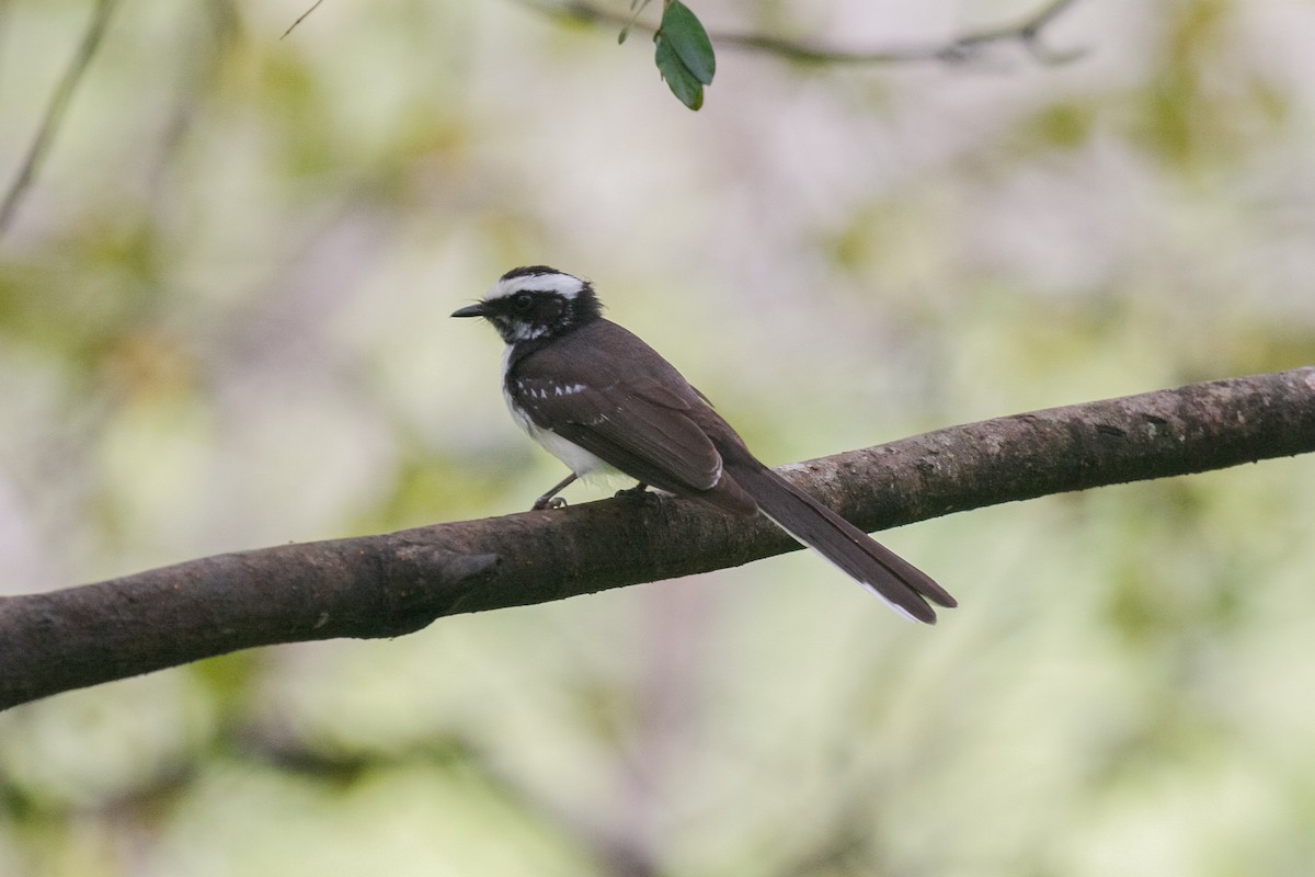White-browed Fantail - ML290457691
