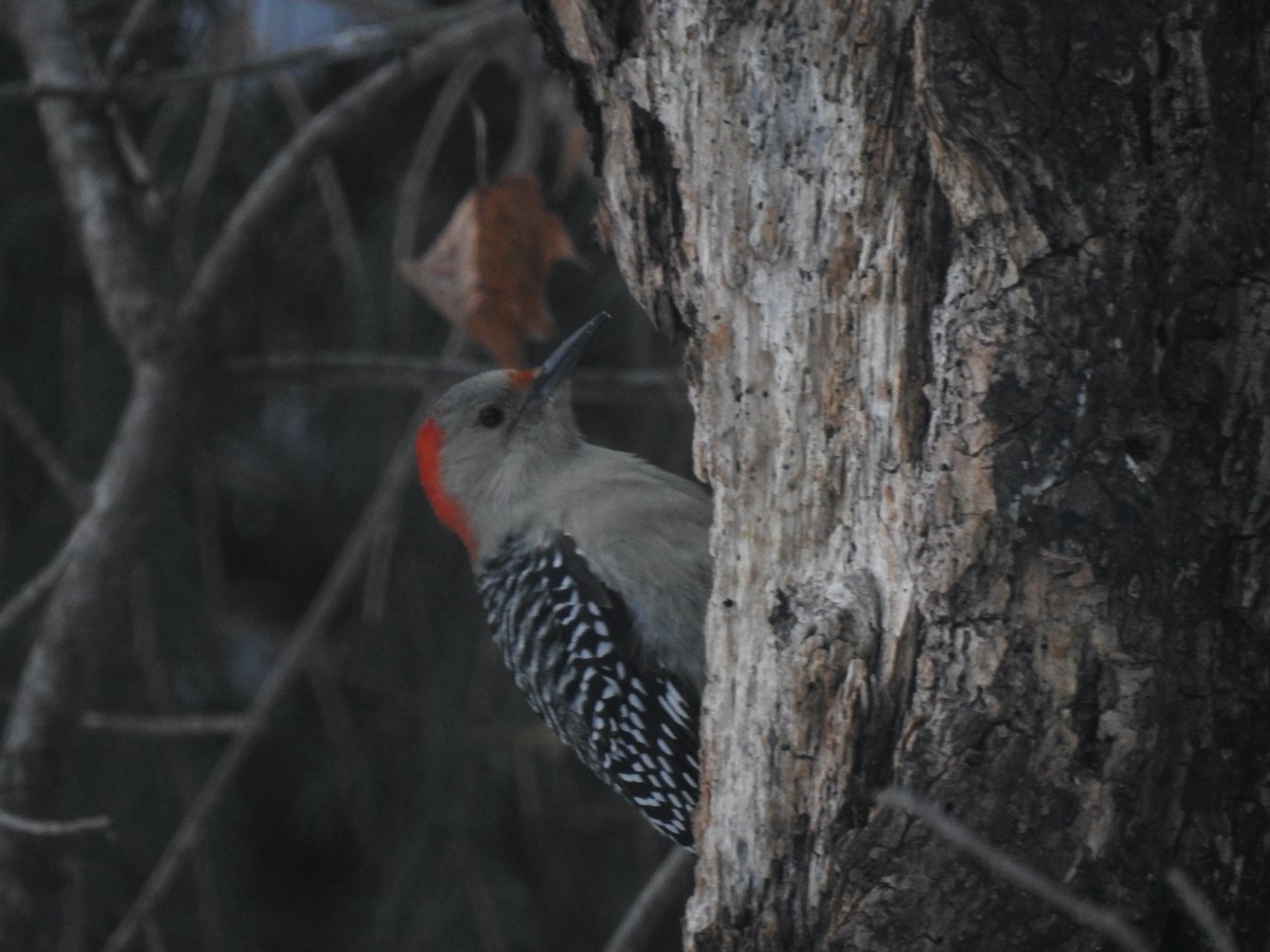 Red-bellied Woodpecker - ML290459531