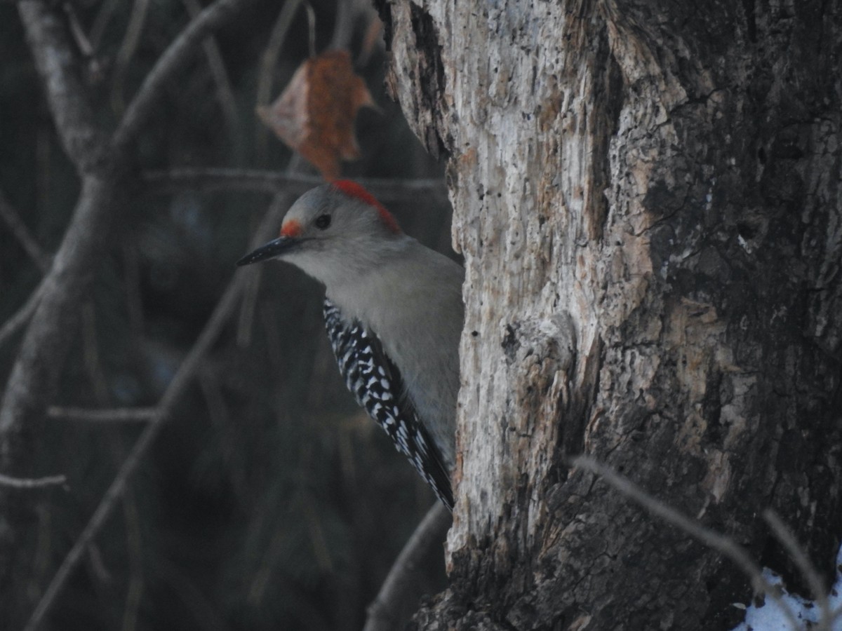 Red-bellied Woodpecker - ML290459561