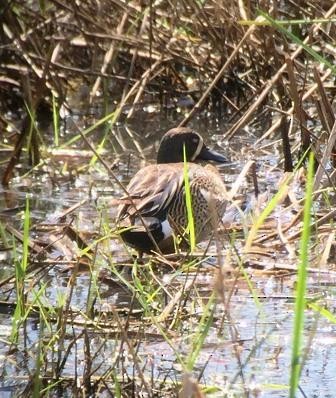 Blue-winged Teal - ML29046081