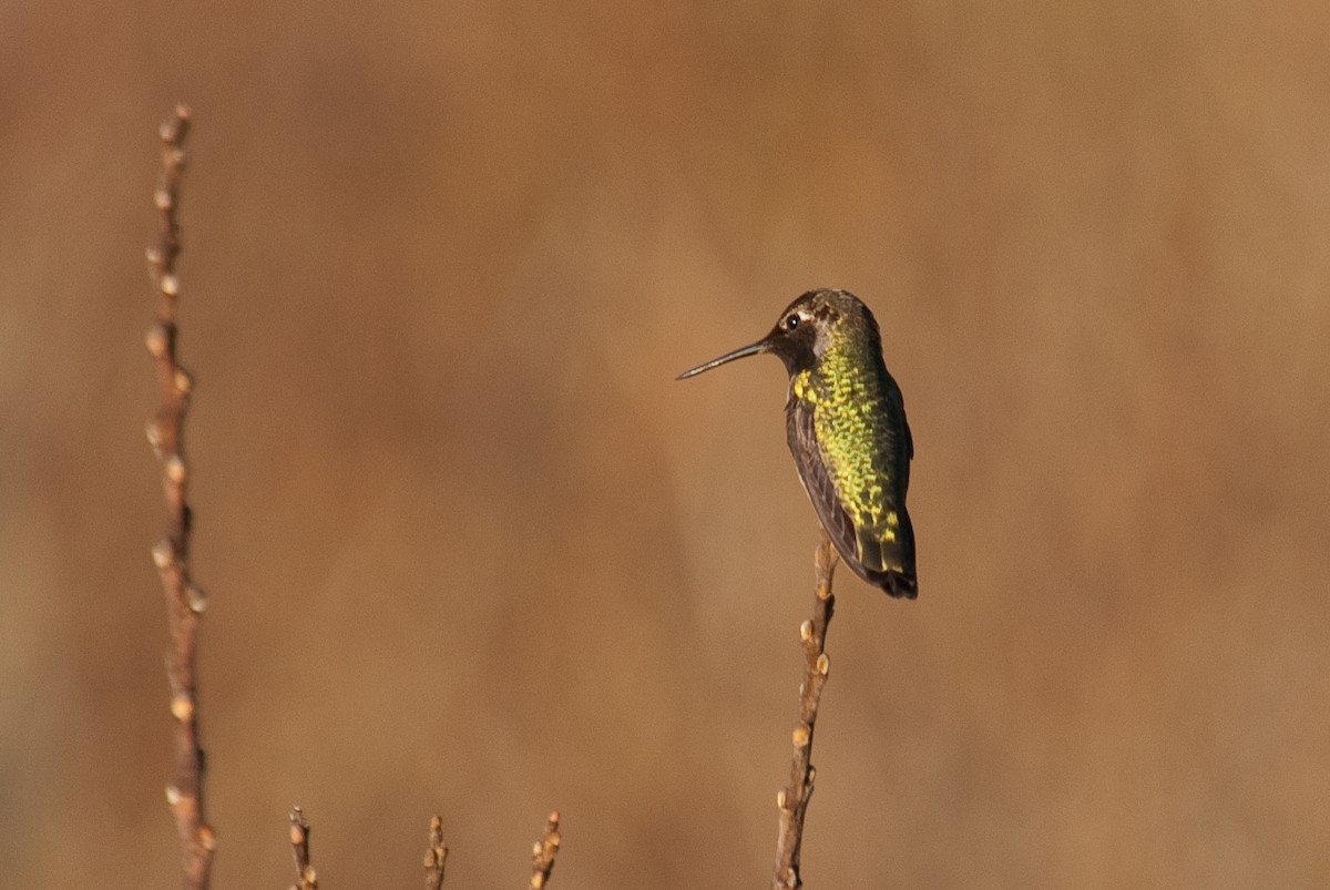 Anna's Hummingbird - Stephen Davies