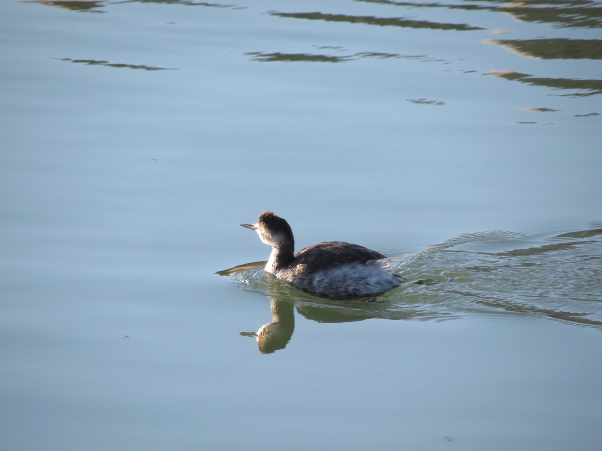 Eared Grebe - Laurie Graham